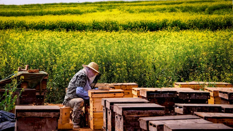 The Beekeeper Who Became America's Most Unlikely Spy