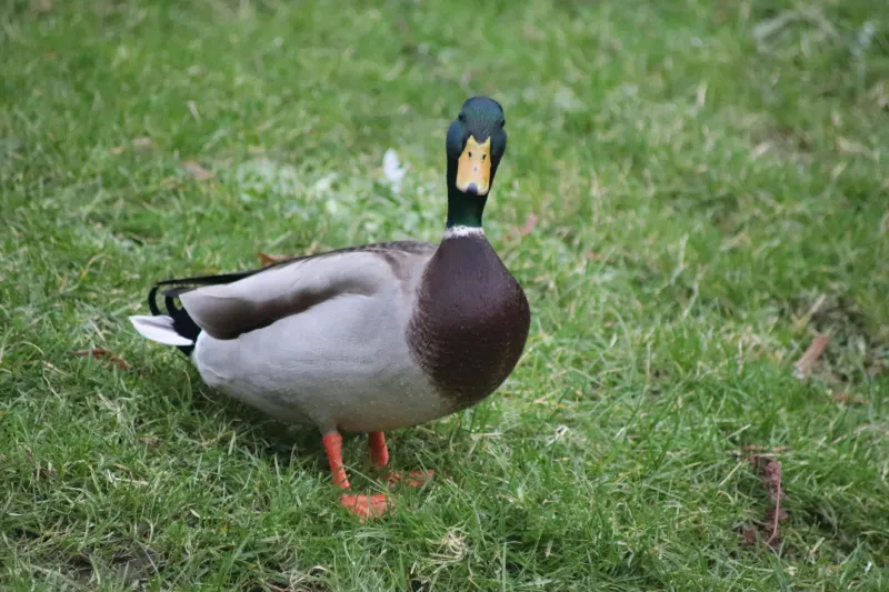 When Pen and Ink Beat Politics: The Artist Who Shamed America Into Saving Its Wildlife